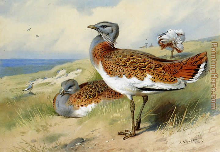 Great bustards painting - Archibald Thorburn Great bustards art painting
